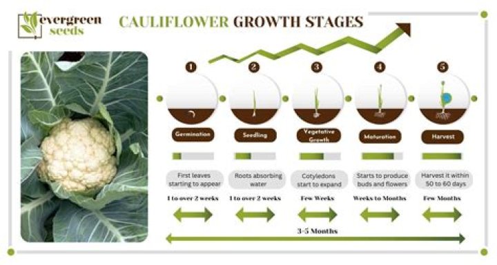 How long does it take for cauliflower seeds to sprout?