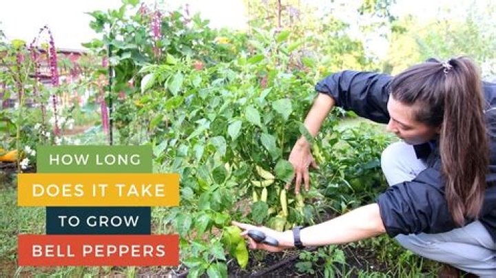 How long does it take for poblano peppers to grow