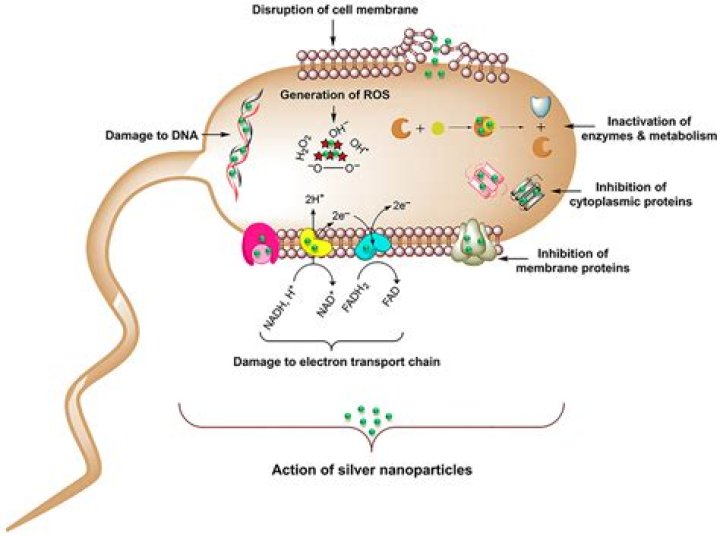 How long does sous vide take to kill bacteria?