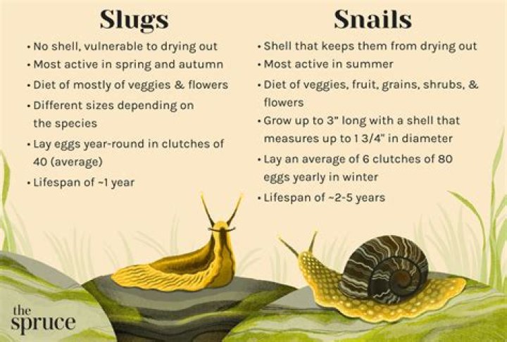 How long should Snails be cooked?