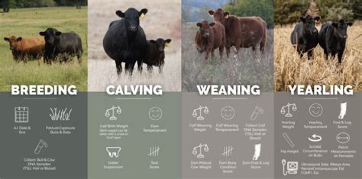 How many cattle farmers are there in South Africa?