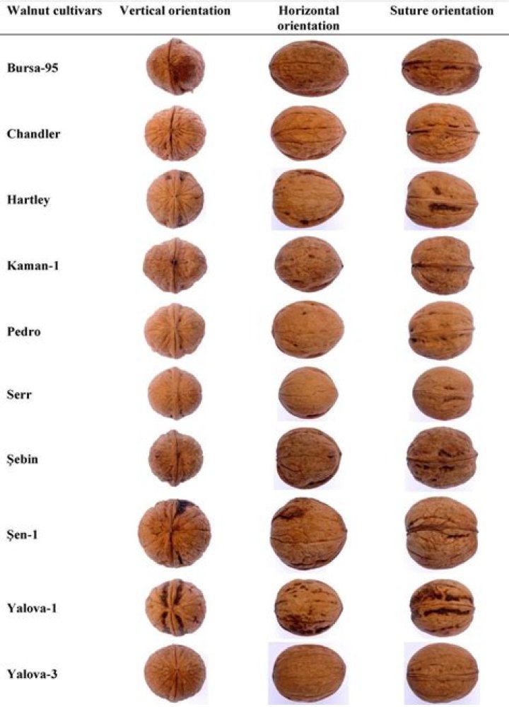 How many different varieties of walnuts are there