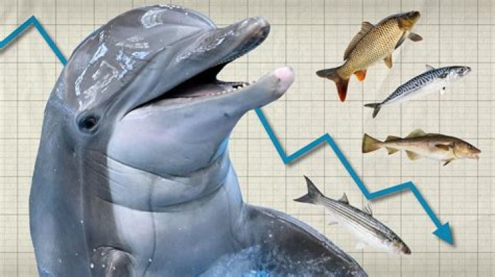 How many dolphins are in captivity 2021?