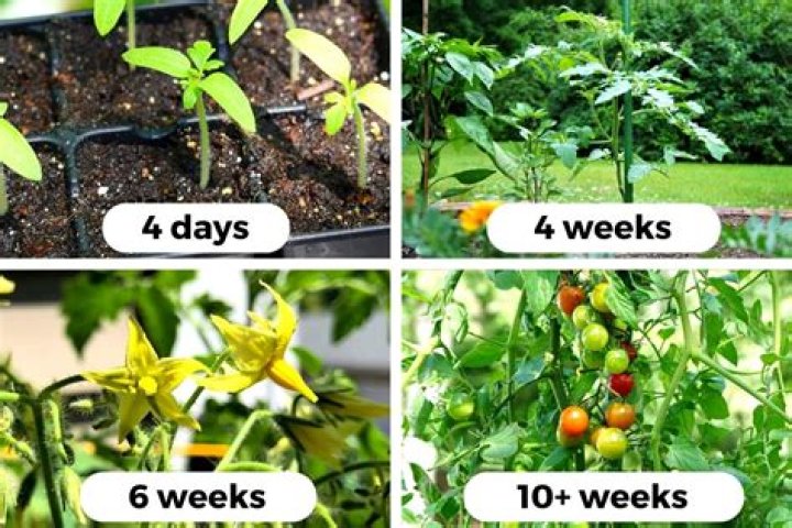 How many hours of sunlight does a tomato plant need