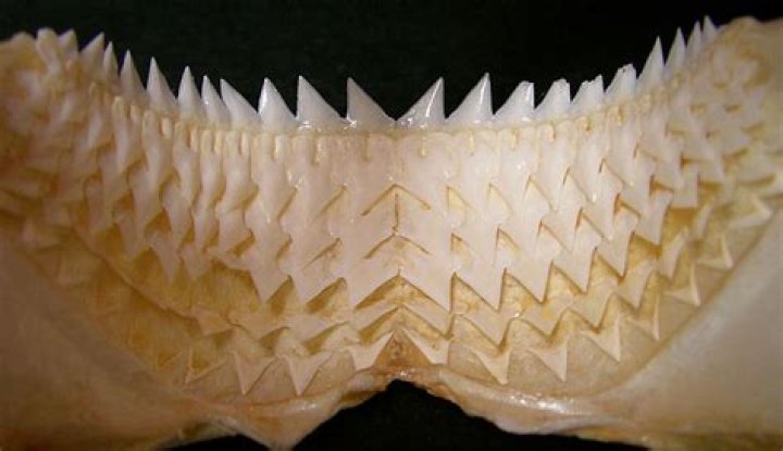 How many teeth does a shark have?
