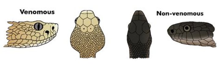 How many venomous snakes are there in the US?