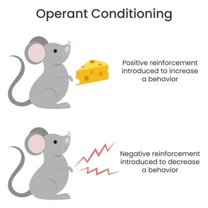 How might operant conditioning be used in animals