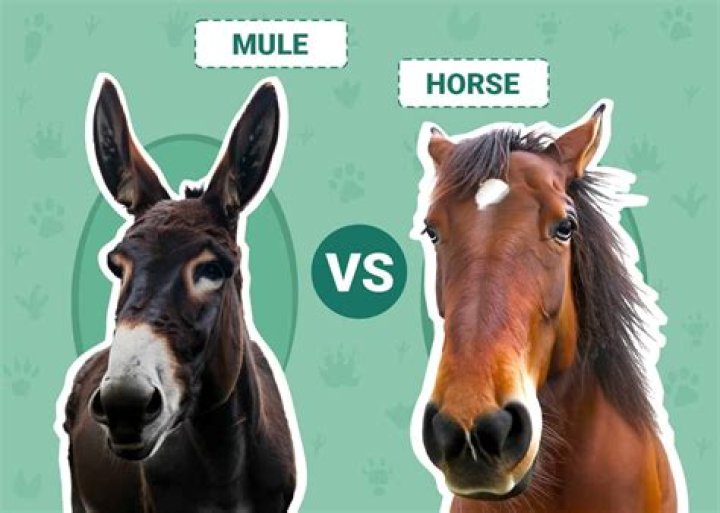 How much are mules worth?