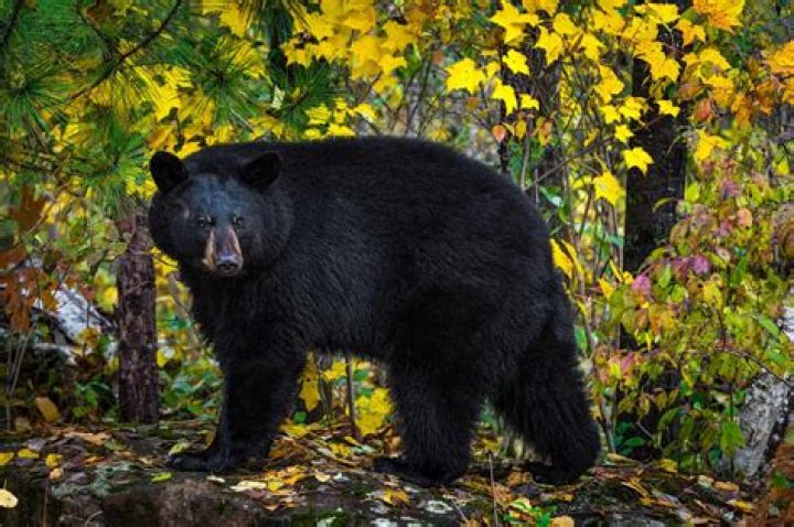 How much are the Bears at Costco?