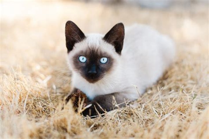 How much are traditional Siamese cats?