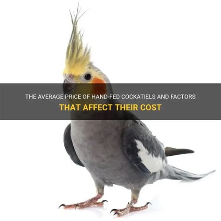 How much do hand fed cockatiels cost?