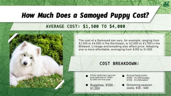 How much do Samoyed puppies usually cost?