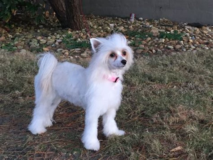 How much does a Chinese Crested powder puff dog cost?