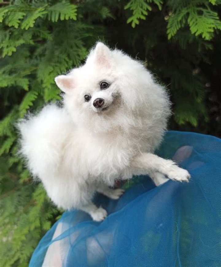 How much does a miniature Eskimo dog cost?