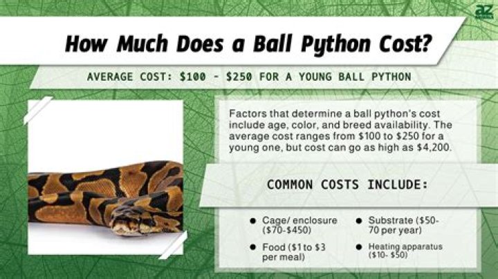 How much does a Pied ball python cost?