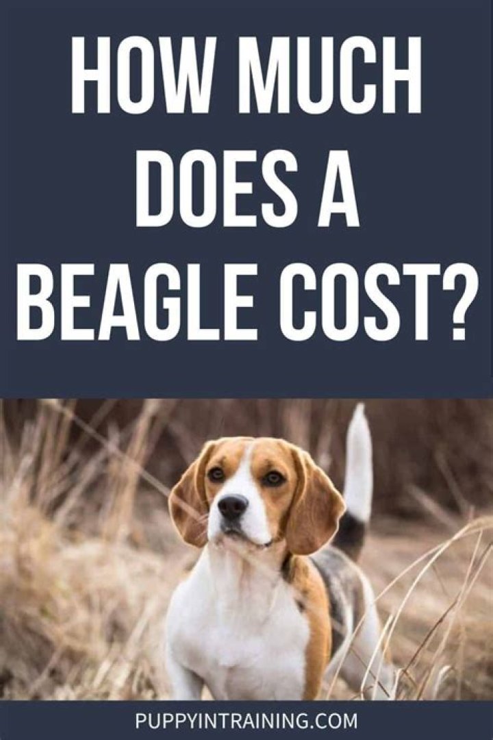 How much does a rescue Beagle cost?