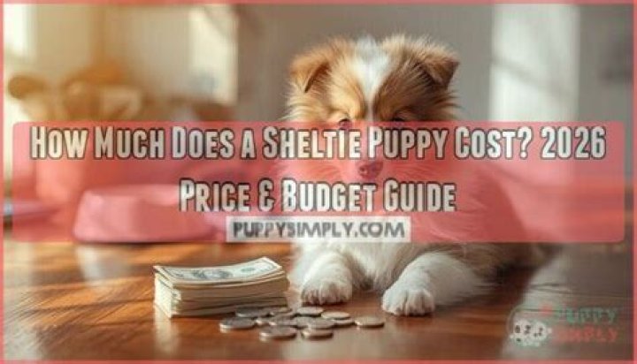 How much does a Sheltie puppy cost?