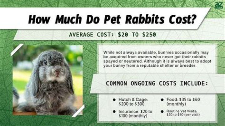 How much does a standard Rex rabbit cost?
