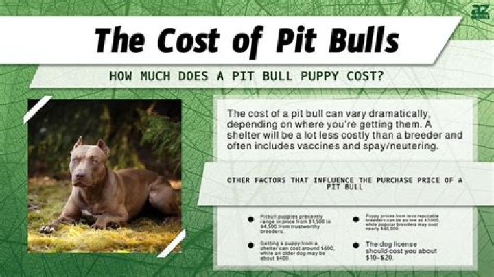 How much does a tri Pitbull cost?