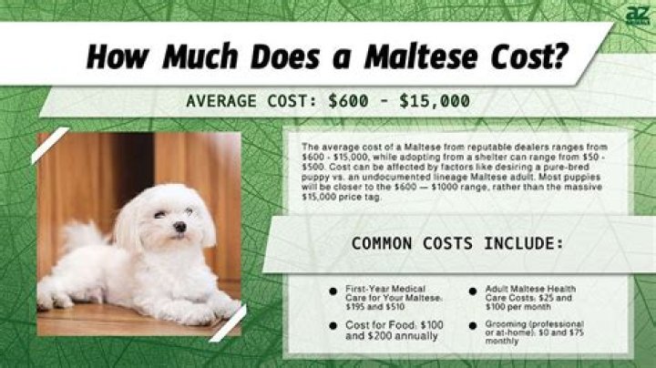 How much does a white Maltese cost?