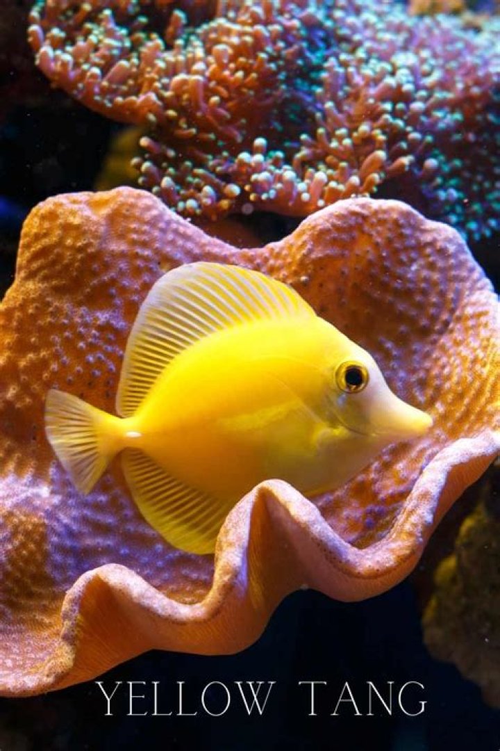 How much does a yellow tang cost?
