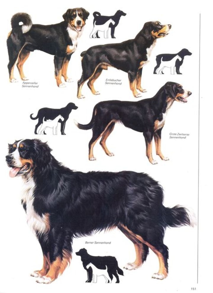 How much does an Entlebucher mountain dog cost?