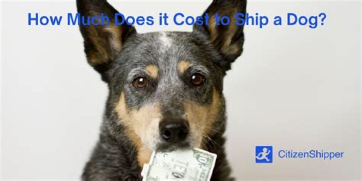 How much does international pet shipping cost?