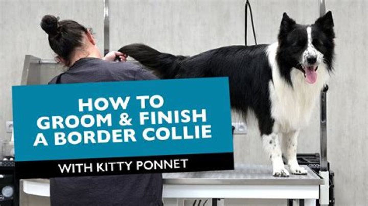 How much does it cost to groom a collie?