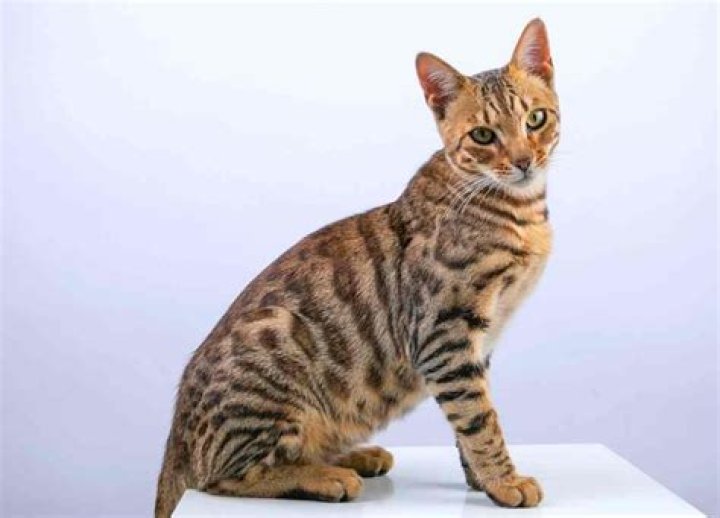 How much is a Bengal mix cat worth?
