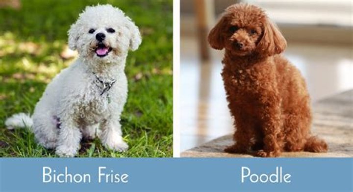 How much is a Bichon Poo?