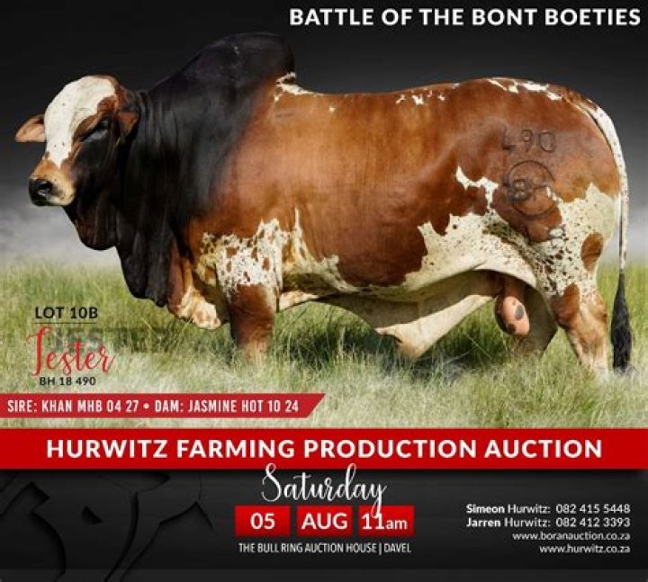 How much is a Boran bull in Uganda?