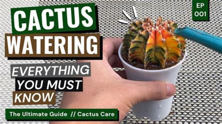 How much water do you need to give a cactus