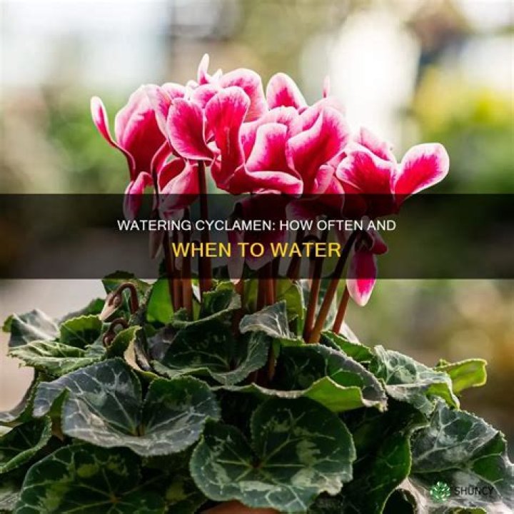 How often do you water a cyclamen plant