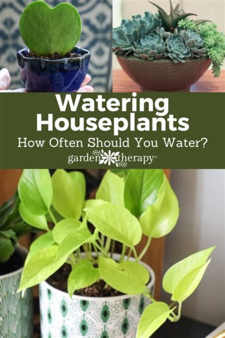 How often do you water caladiums