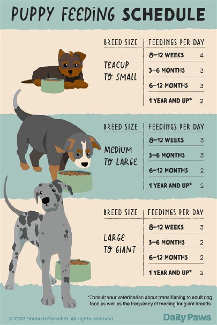 How often should you feed an 8 week old puppy?