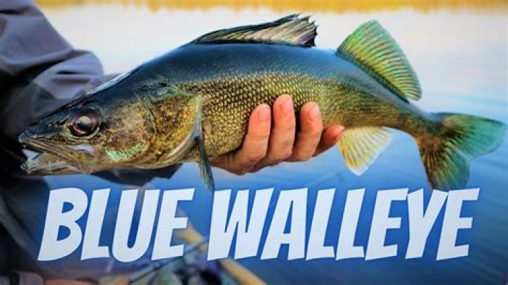 How rare is a blue walleye?