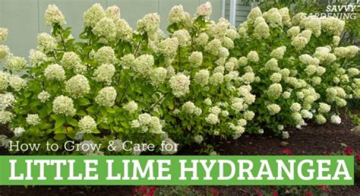 How tall do little lime hydrangeas grow