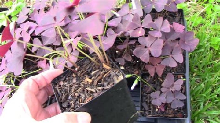 How tall does oxalis grow