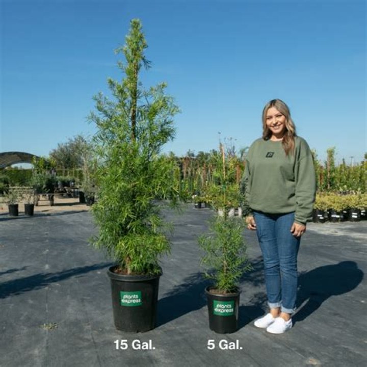 How tall is a 3 gallon Podocarpus