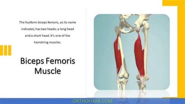 How was the biceps femoris named