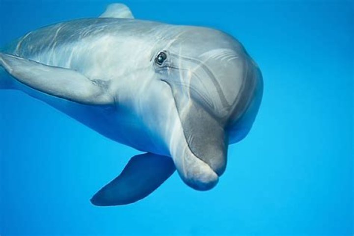 Is a dolphin a mammal?