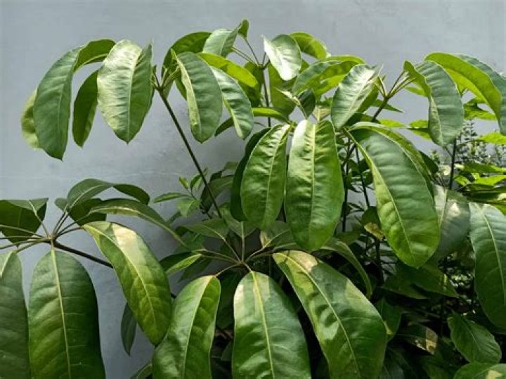 Is a schefflera tree invasive?