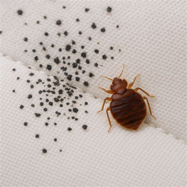 Is bed bug feces hard?