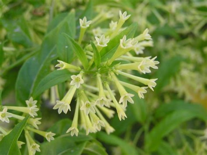Is cestrum Nocturnum poisonous?