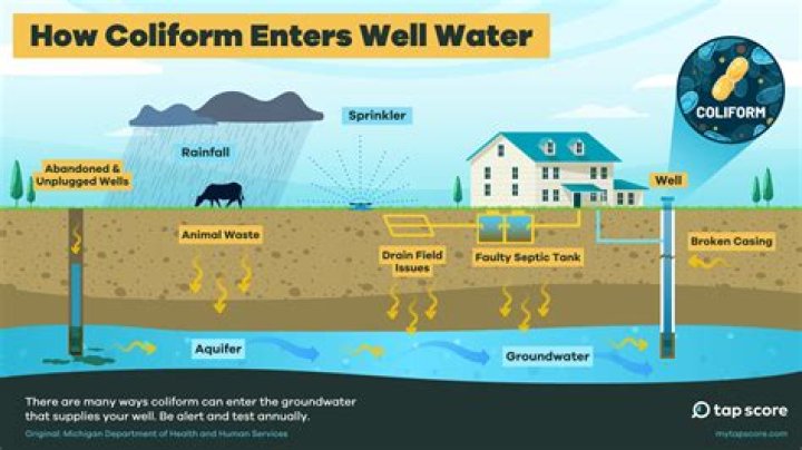 Is coliform in well water dangerous?