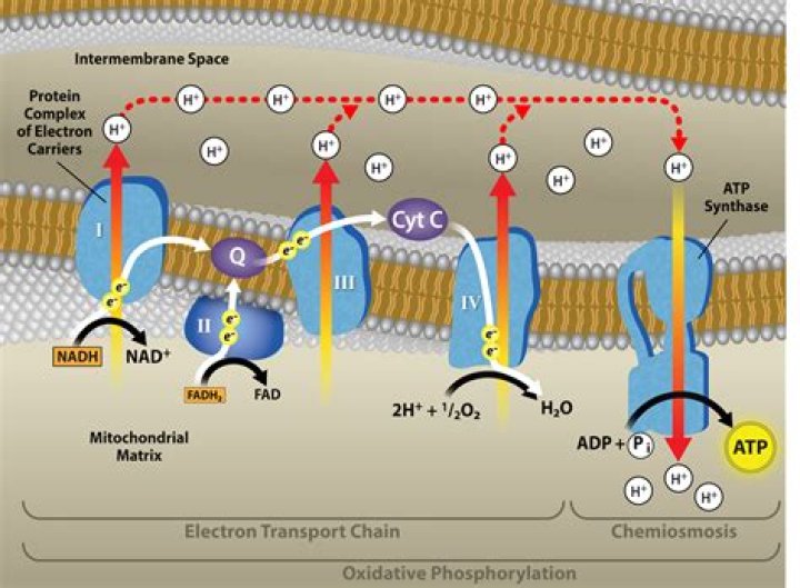 Is cytochrome c an electron carrier