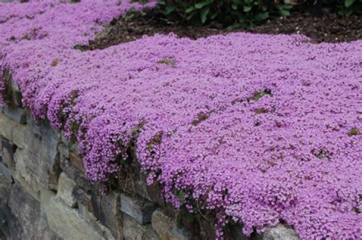 Is elfin thyme the same as creeping thyme?