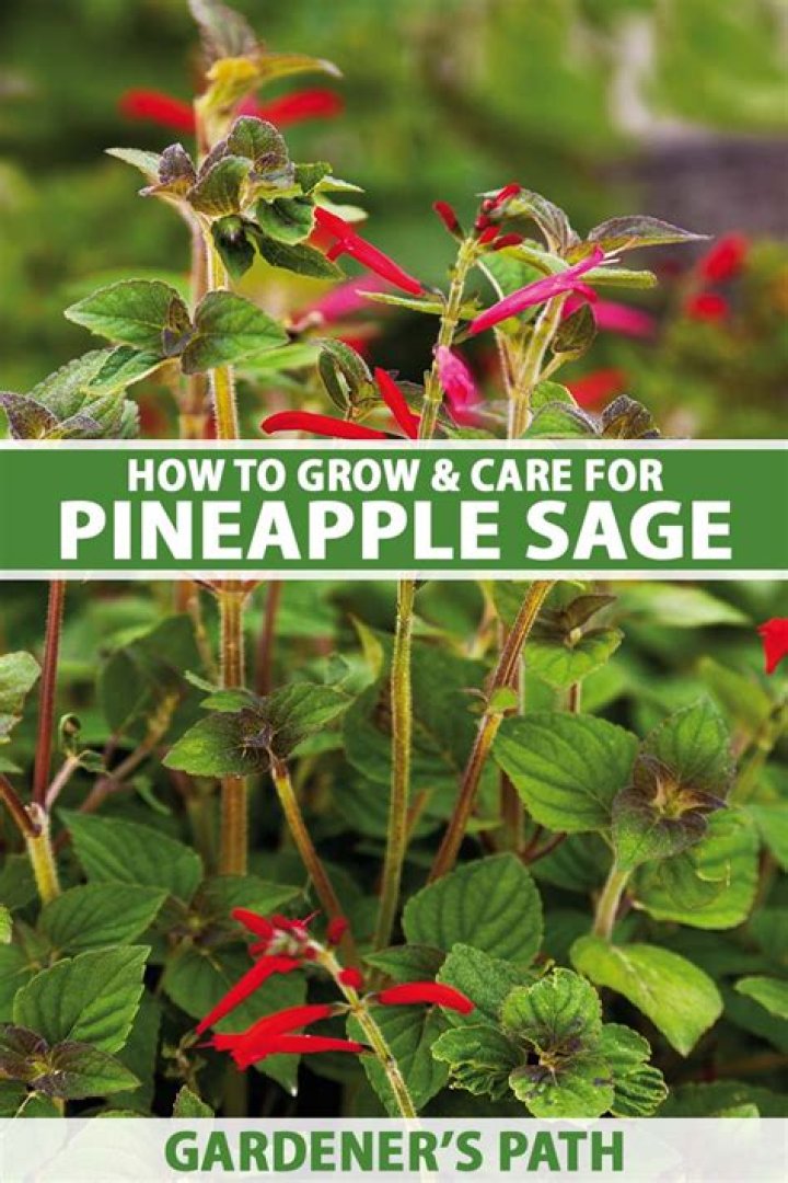 Is garden sage edible? | ContextResponse.com