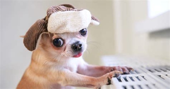 Is it cruel to put a hat on a dog?