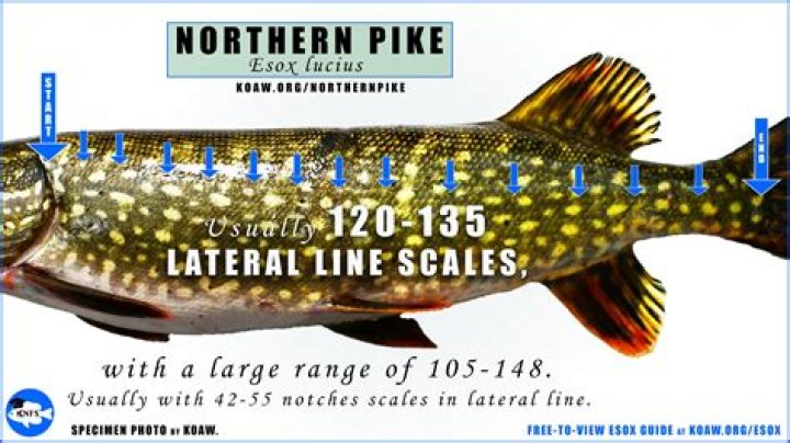 Is it legal to camp on Crown land in BC?